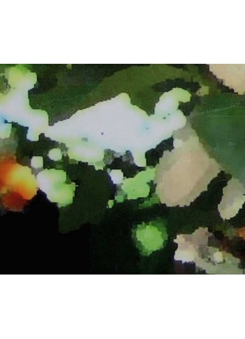 ETUDE DE LA JUNGLE Nicolaï